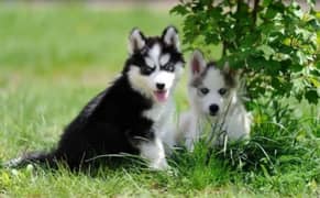 husky puppies