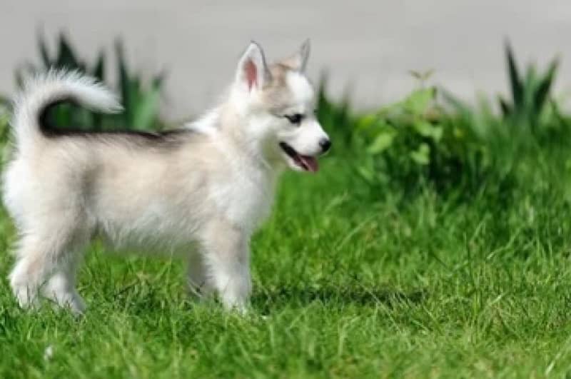 husky puppies 1