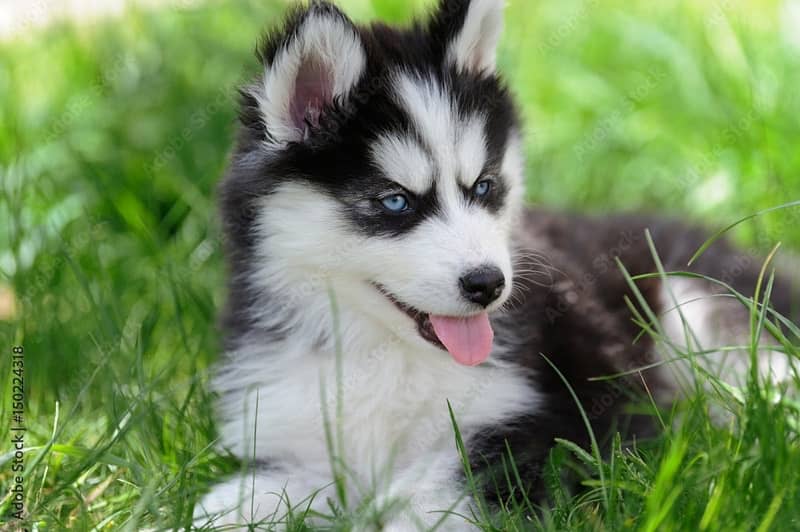 husky puppies 3