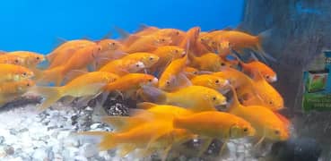 Single Tail Goldfish