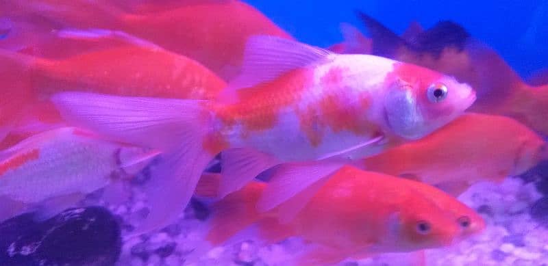 Single Tail Goldfish 6