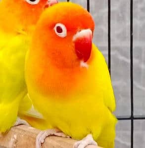 birds lover 🦜🐦🕊️🦆🦅🦚