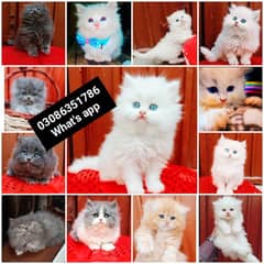 CASH ON DELIVERY High Quality Persian kitten or Persian cat Babies