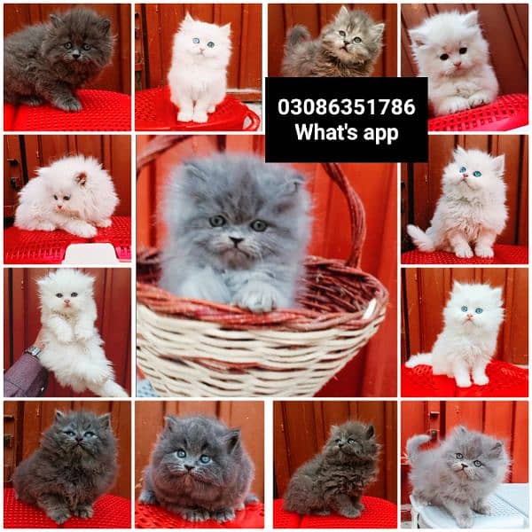 CASH ON DELIVERY High Quality Persian kitten or Persian cat Babies 5