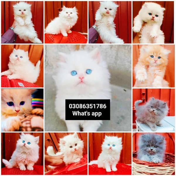 CASH ON DELIVERY High Quality Persian kitten or Persian cat Babies 6