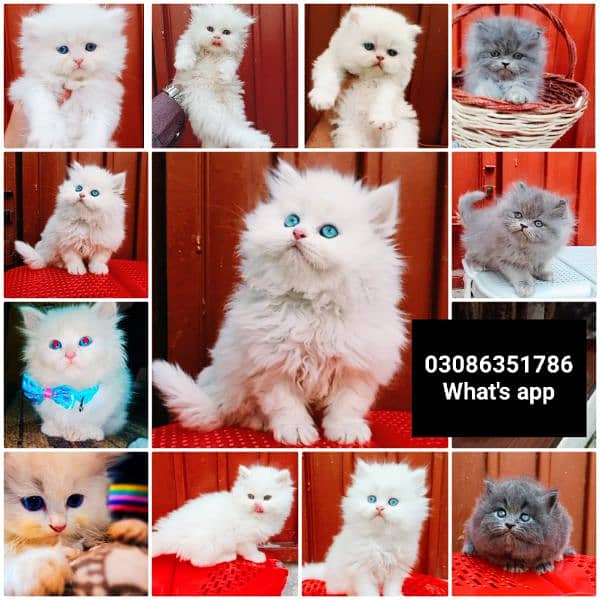 CASH ON DELIVERY High Quality Persian kitten or Persian cat Babies 8