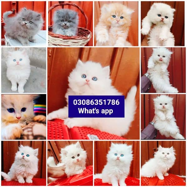 CASH ON DELIVERY High Quality Persian kitten or Persian cat Babies 9