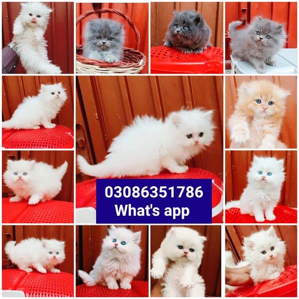 CASH ON DELIVERY High Quality Persian kitten or Persian cat Babies 10