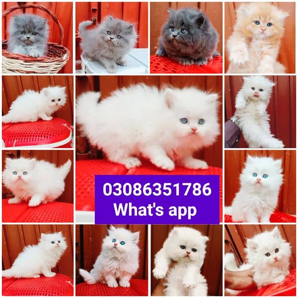 CASH ON DELIVERY High Quality Persian kitten or Persian cat Babies 11