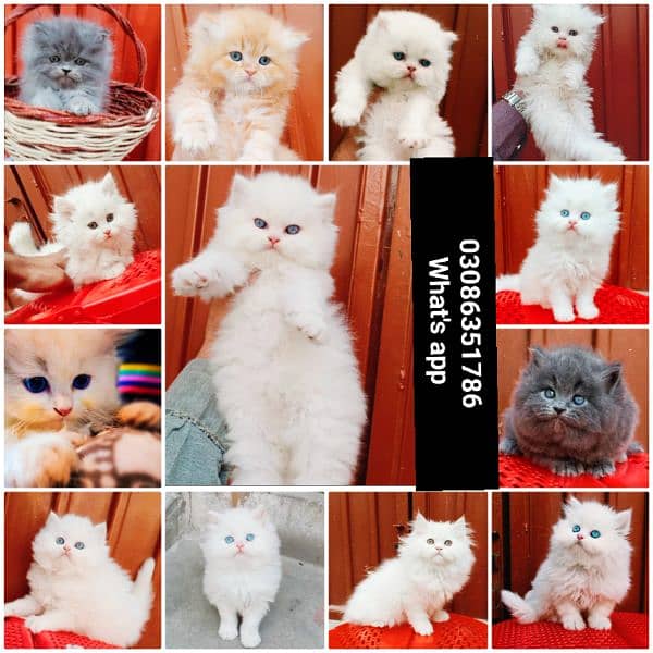 CASH ON DELIVERY High Quality Persian kitten or Persian cat Babies 14