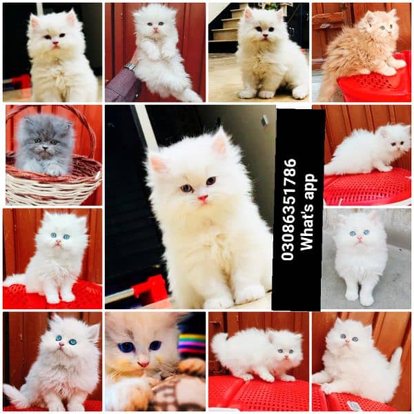 CASH ON DELIVERY High Quality Persian kitten or Persian cat Babies 17