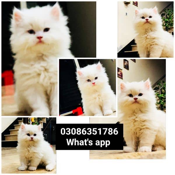 CASH ON DELIVERY High Quality Persian kitten or Persian cat Babies 18