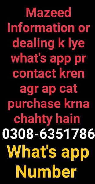 CASH ON DELIVERY High Quality Persian kitten or Persian cat Babies 1