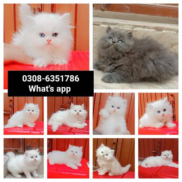 CASH ON DELIVERY High Quality Persian kitten or Persian cat Babies 2