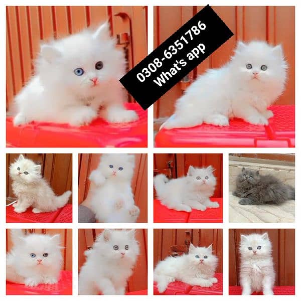 CASH ON DELIVERY High Quality Persian kitten or Persian cat Babies 3