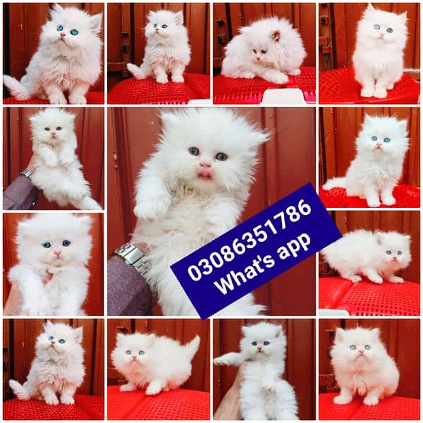 CASH ON DELIVERY High Quality Persian kitten or Persian cat Babies 4