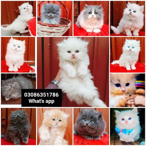 CASH ON DELIVERY High Quality Persian kitten or Persian cat Babies 7