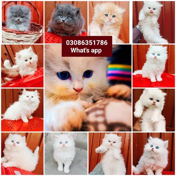 CASH ON DELIVERY High Quality Persian kitten or Persian cat Babies 12