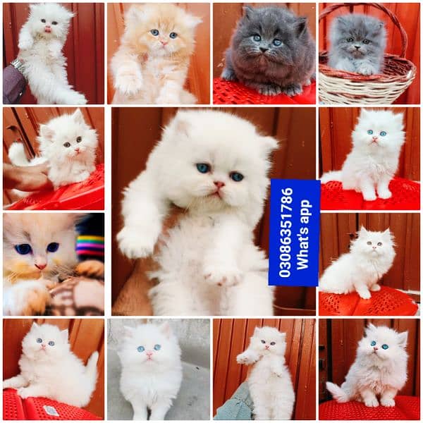 CASH ON DELIVERY High Quality Persian kitten or Persian cat Babies 13