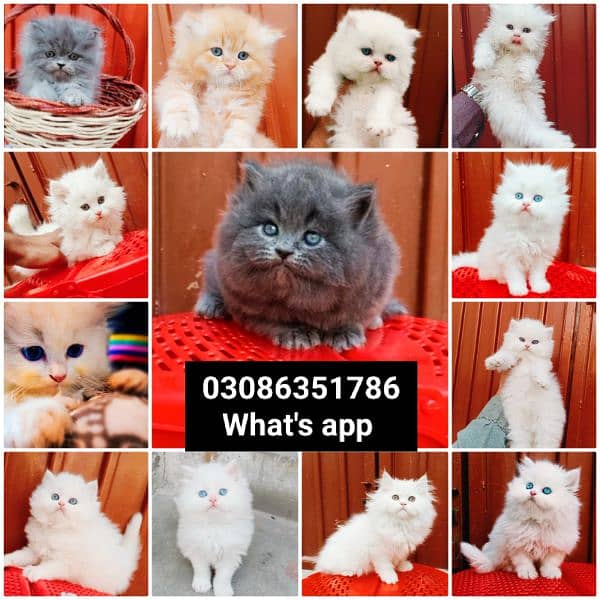 CASH ON DELIVERY High Quality Persian kitten or Persian cat Babies 15