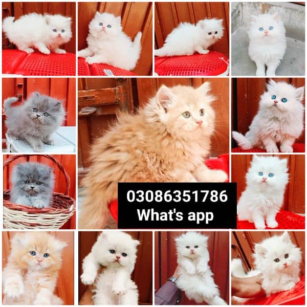 CASH ON DELIVERY High Quality Persian kitten or Persian cat Babies 16