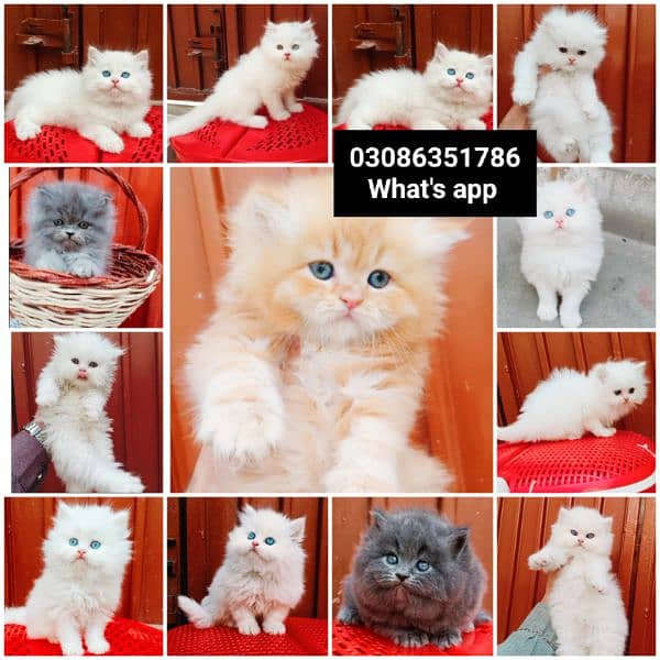 CASH ON DELIVERY High Quality Persian kitten or Persian cat Babies 19