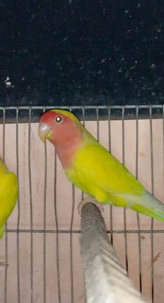 lutino breeder pair 0