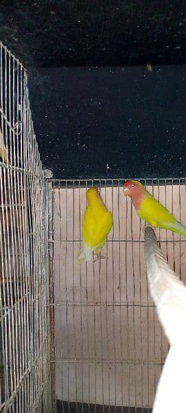 lutino breeder pair 2