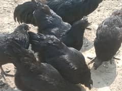 ayam cemani UK bloodline males