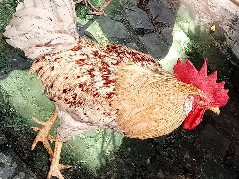 Cock (murga) 1