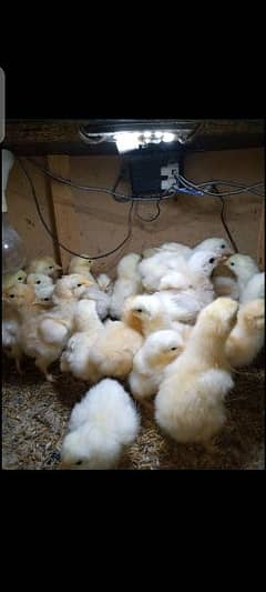 White & Golden Heavy Buff Chicks