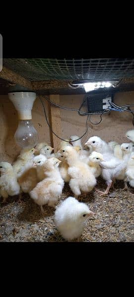 White & Golden Heavy Buff Chicks 1