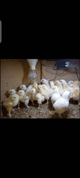 White & Golden Heavy Buff Chicks 2