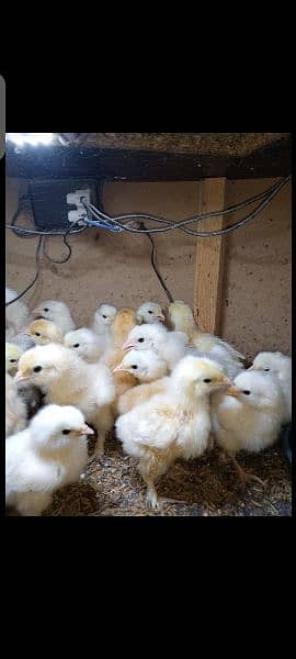 White & Golden Heavy Buff Chicks 3