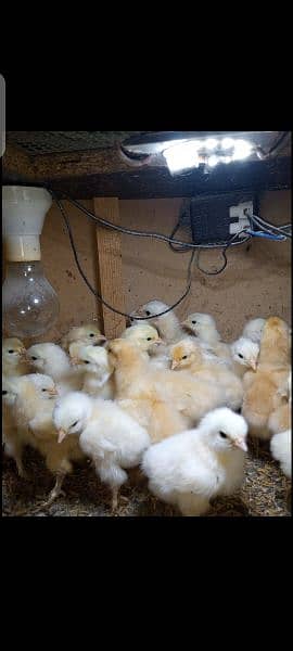 White & Golden Heavy Buff Chicks 4