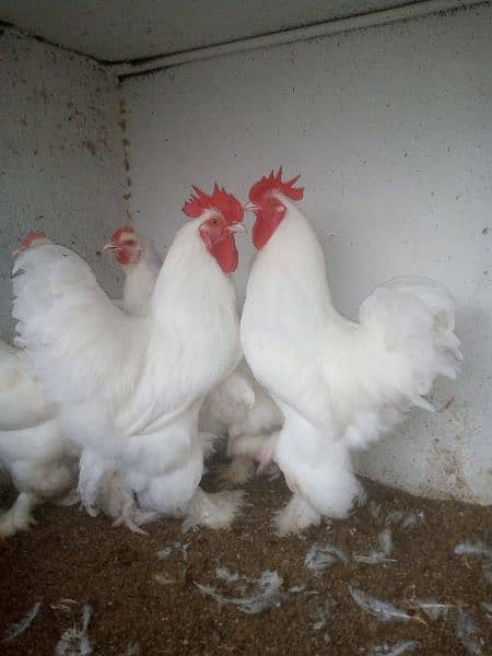 White & Golden Heavy Buff Chicks 5