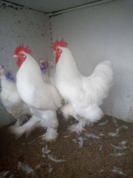 White & Golden Heavy Buff Chicks 6