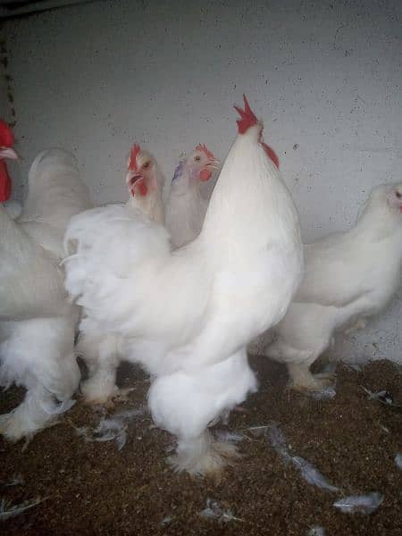 White & Golden Heavy Buff Chicks 7