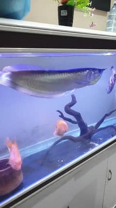 arowana fish in olx