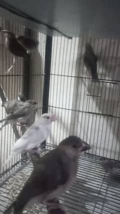 Java Finches in Pakistan, Free classifieds in Pakistan | OLX.com.pk