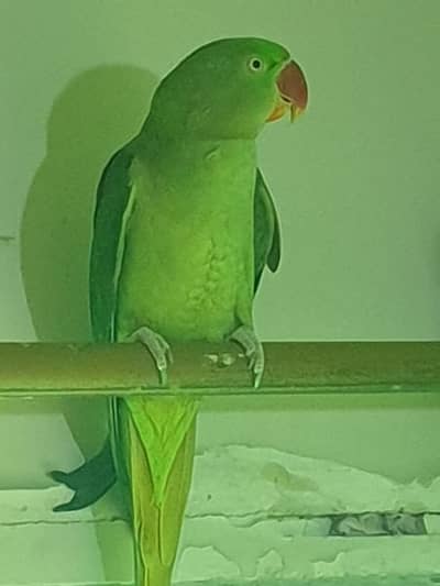 raw female breeder WhatsApp 0324 8203246