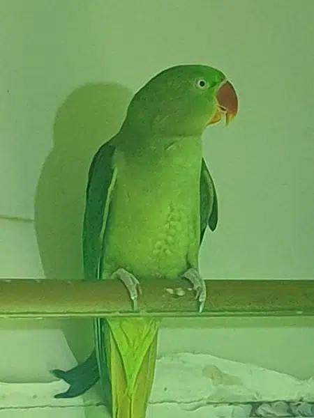 raw female breeder WhatsApp 0324 8203246 — photo 2