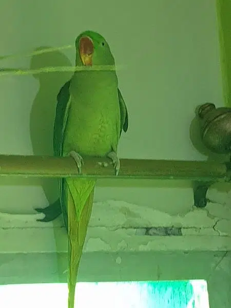 raw female breeder WhatsApp 0324 8203246 — photo 3