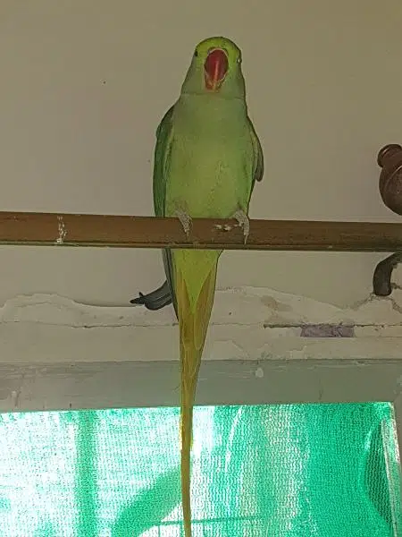 raw female breeder WhatsApp 0324 8203246 — photo 7