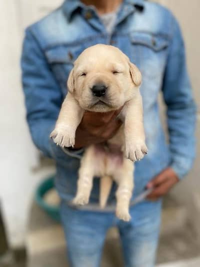 British labrador puppies