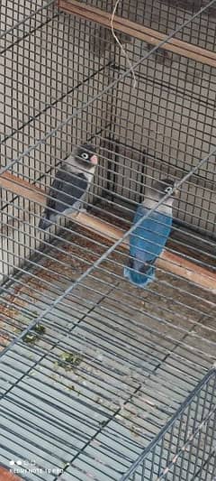 Love Birds looking for New Shelter