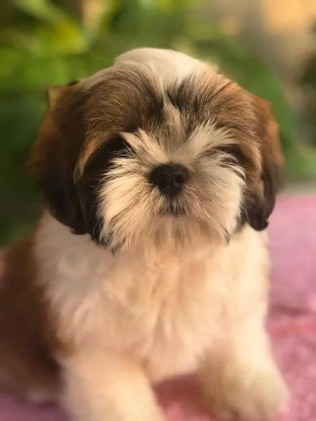 Shihtzu Puppies Bloodline Available For Sale 1