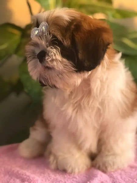 Shihtzu Puppies Bloodline Available For Sale 2