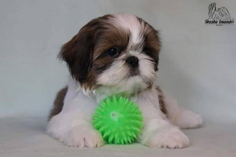 Shihtzu Puppies Bloodline Available For Sale 3
