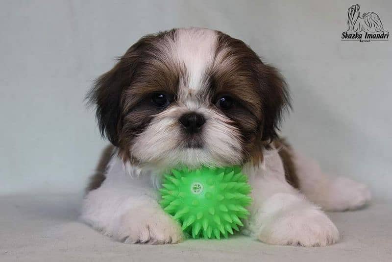 Shihtzu Puppies Bloodline Available For Sale 4